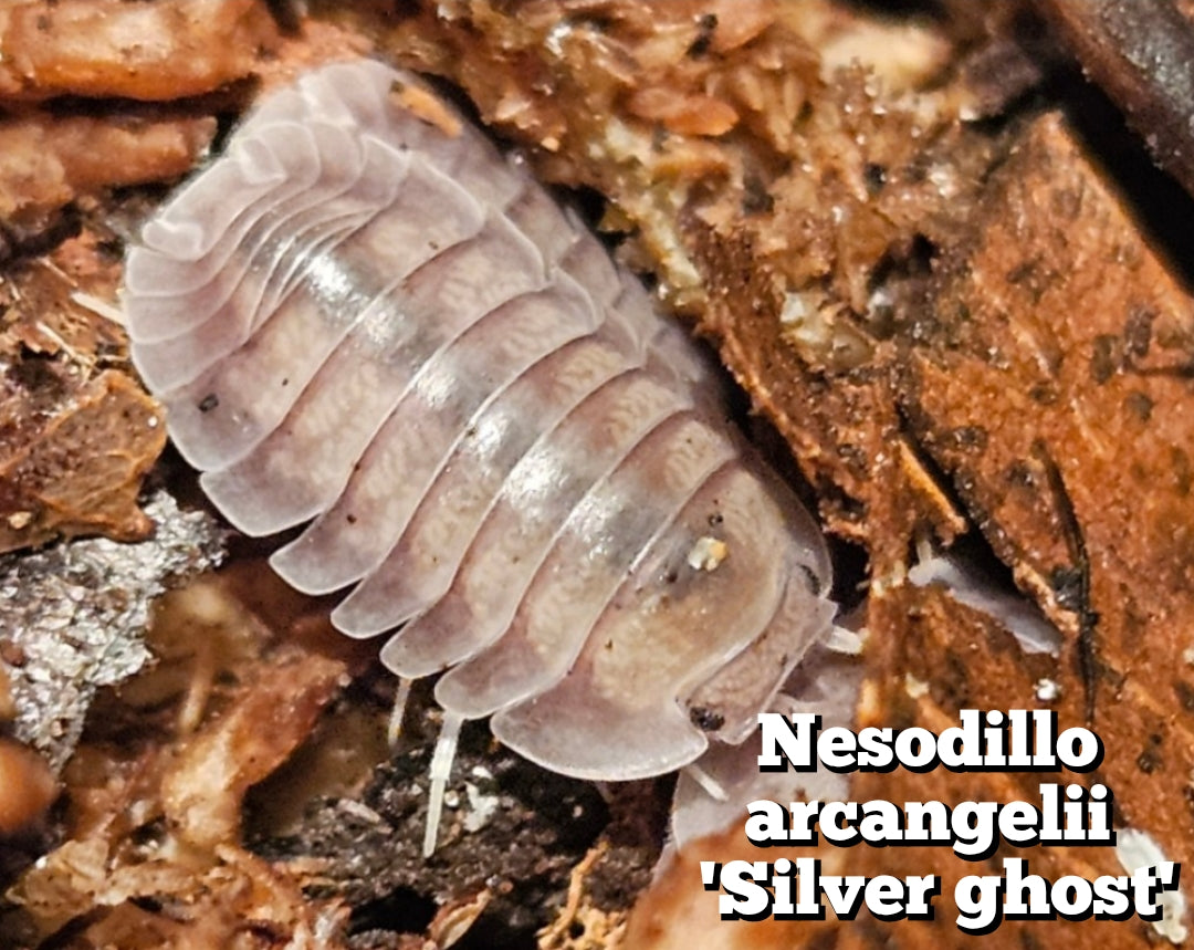 Nesodillo arcangelii 'Silver ghost'