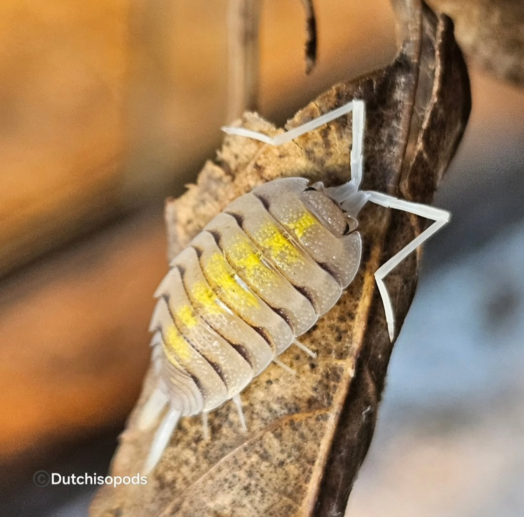 Porcellio bolivari 'Yellow ghost