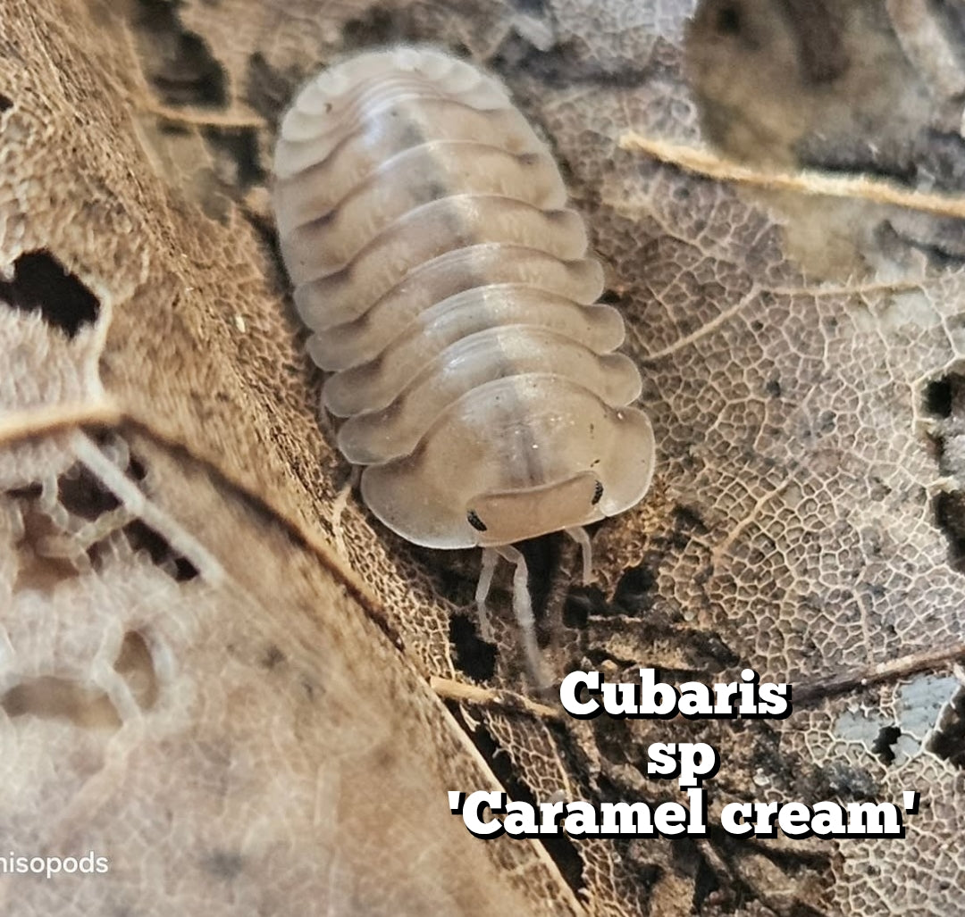 Cubaris sp 'Caramel cream'