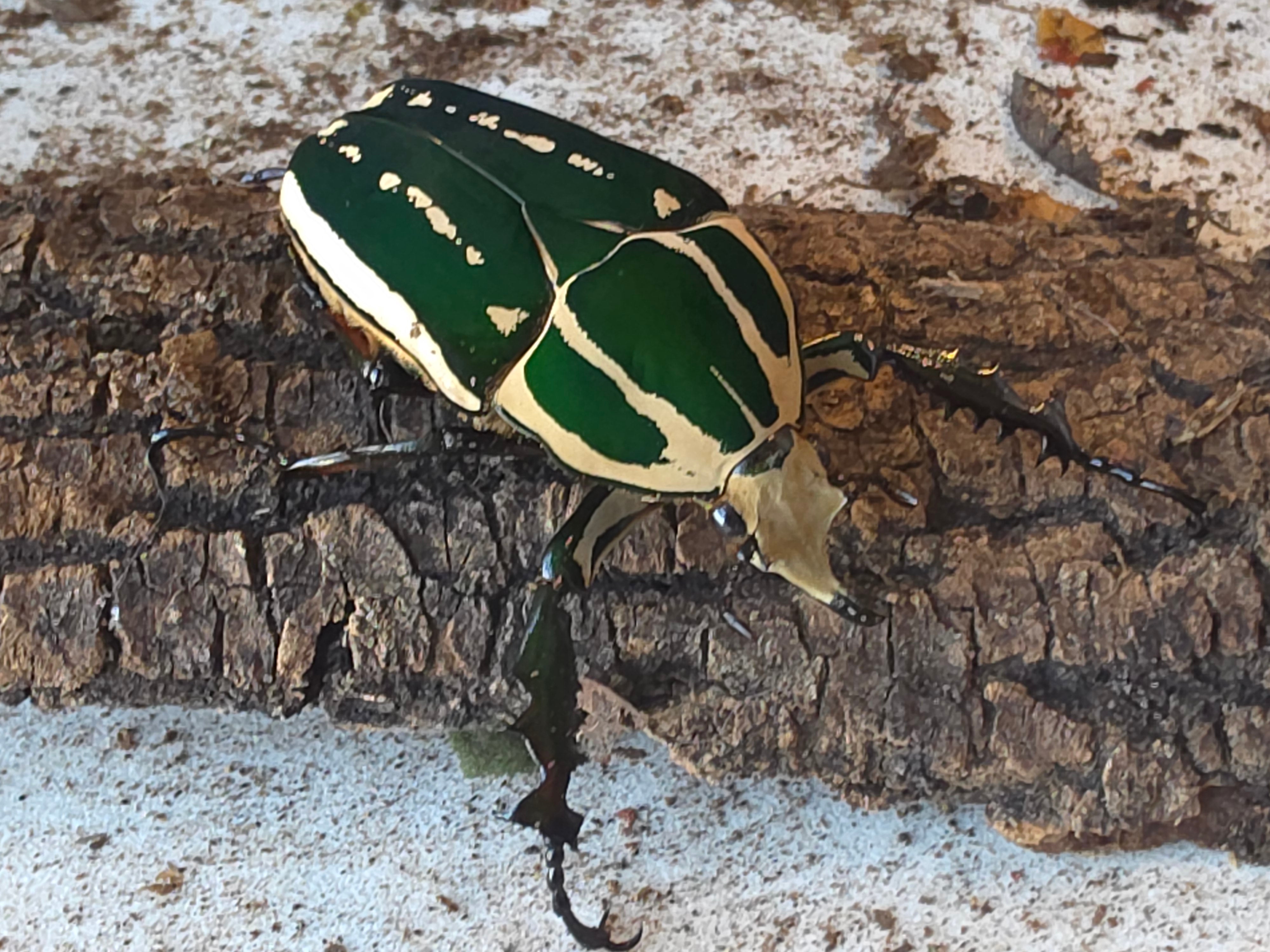 Mecynorrhina torquata ugandensis man 4