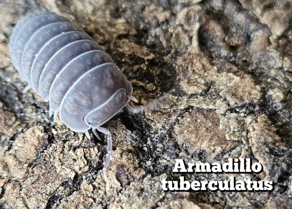 Armadillo tuberculatus