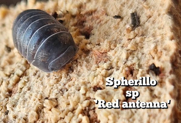 Spherillo sp 'Red antenna'