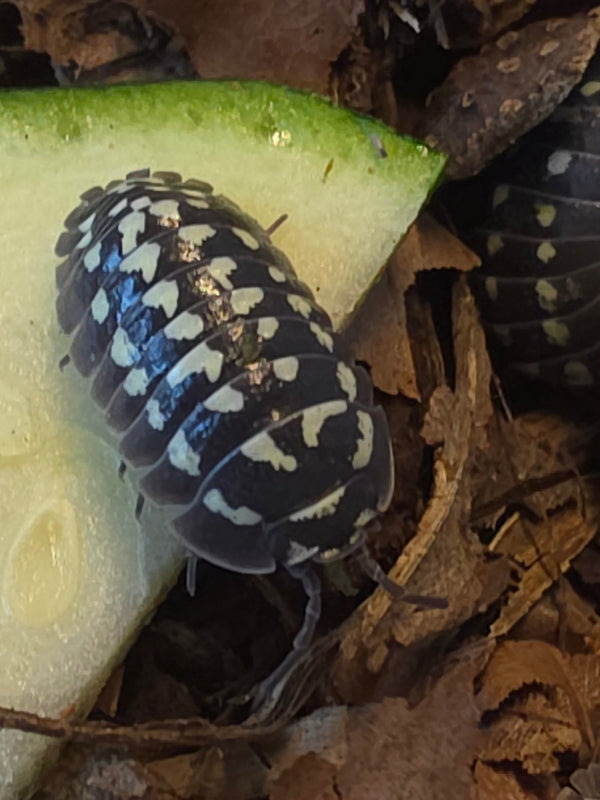 Armadillidium gestroi 'White spot/Zinger'