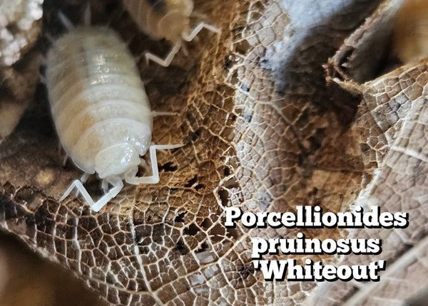 Porcellionidus pruinosus 'Whiteout'