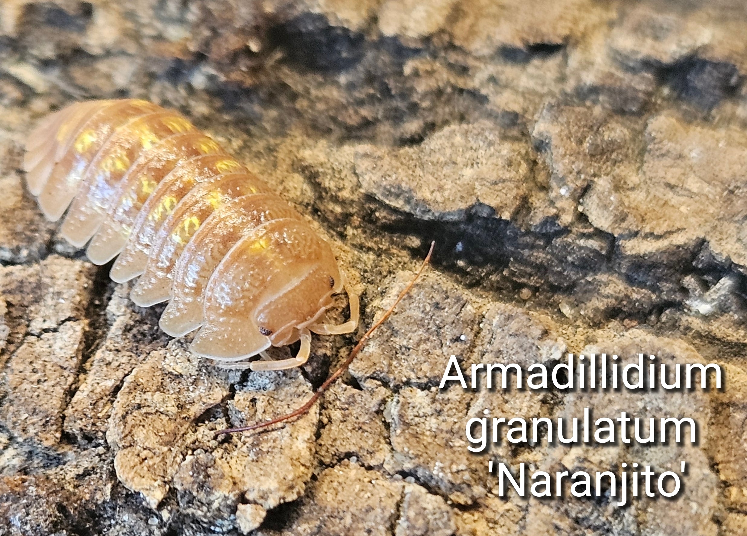 Armadillidium granulatum 'Naranjito'