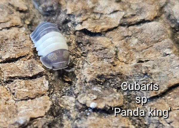 Cubaris sp 'Panda king'