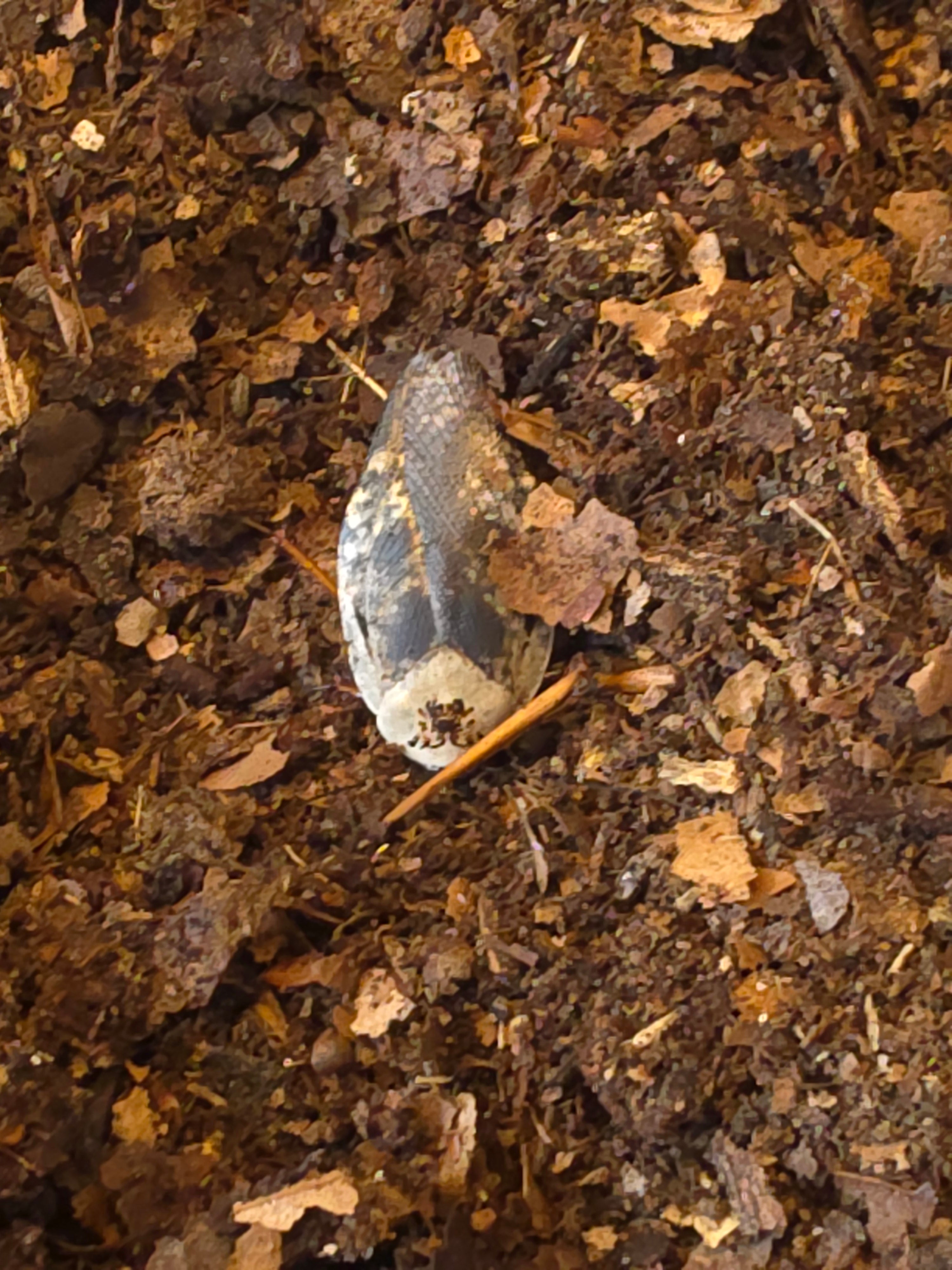 Gyna caffrorum