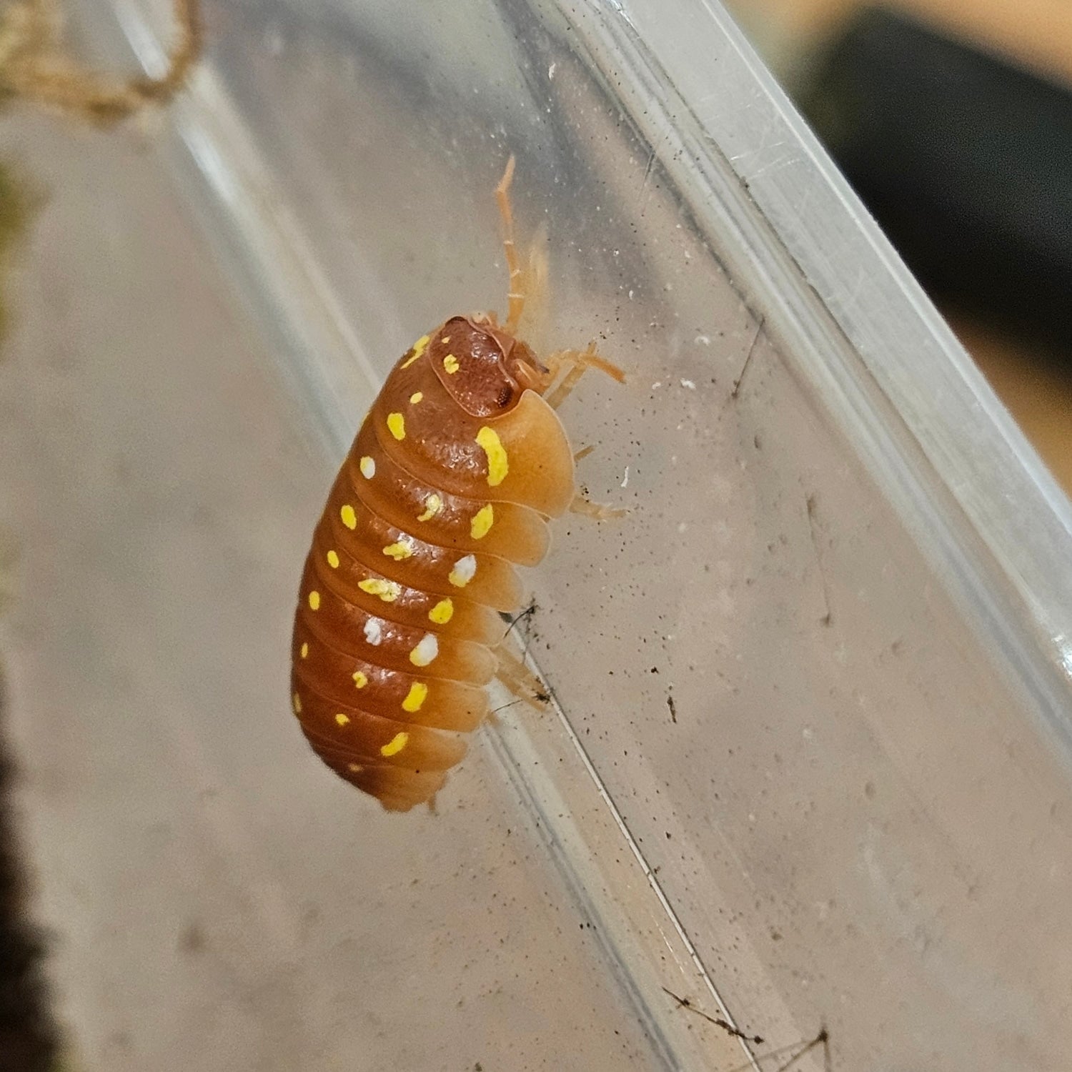 Armadillidium werneri 'Orange'