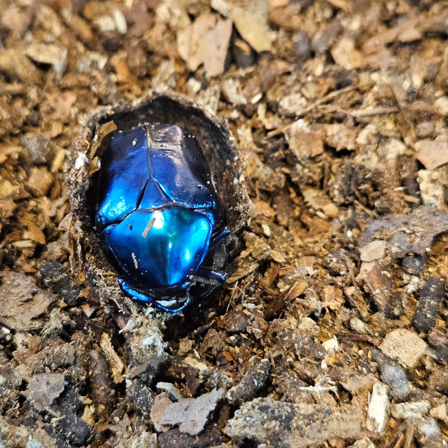 Protaetia speciosa cyanochlora