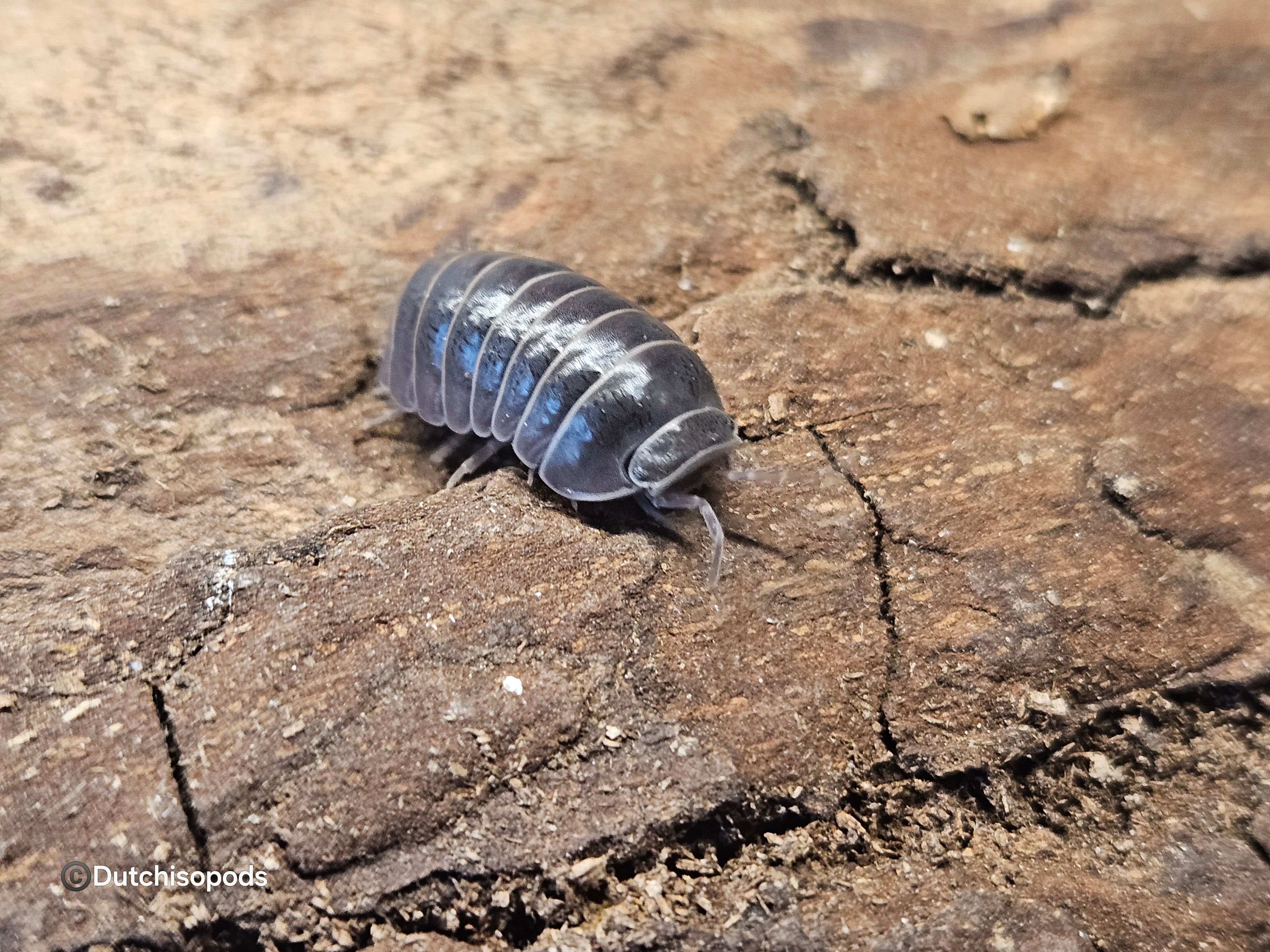 Armadillo officinalis 'Sardinia'