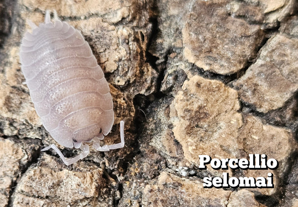 Porcellio selomai