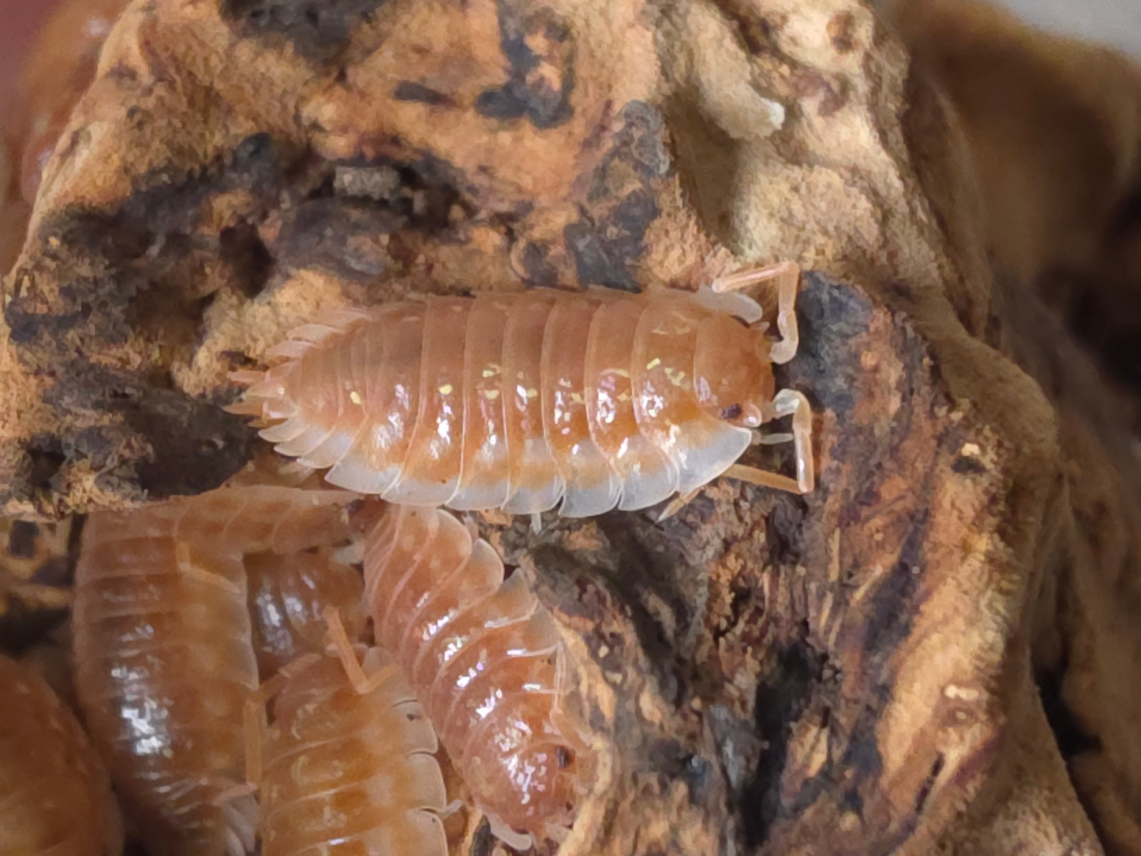 Oniscus asellus 'Orange'