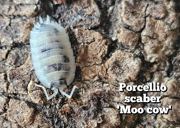 Porcellio scaber 'Moo cow'