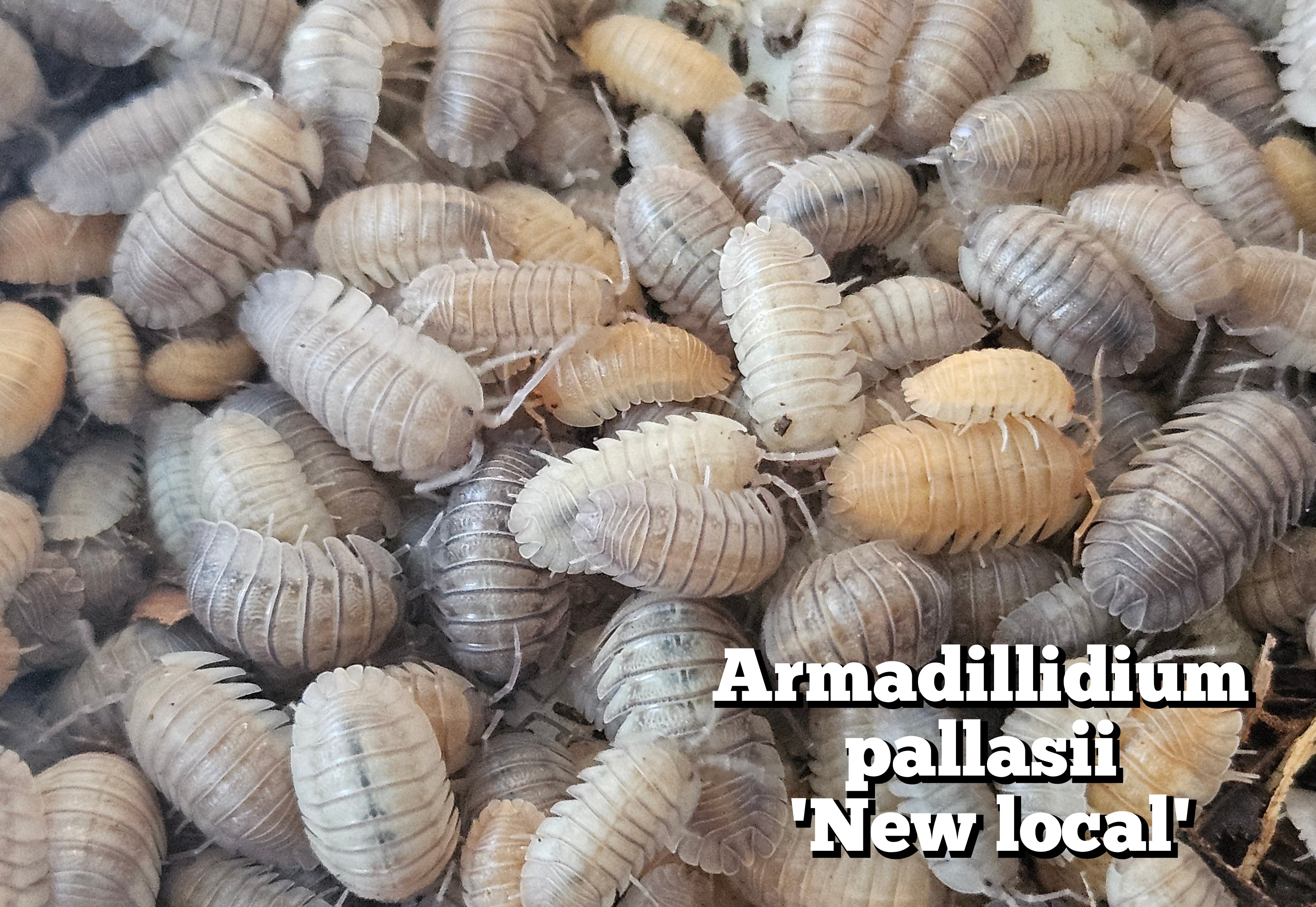 Armadillidium pallasii 'New local'