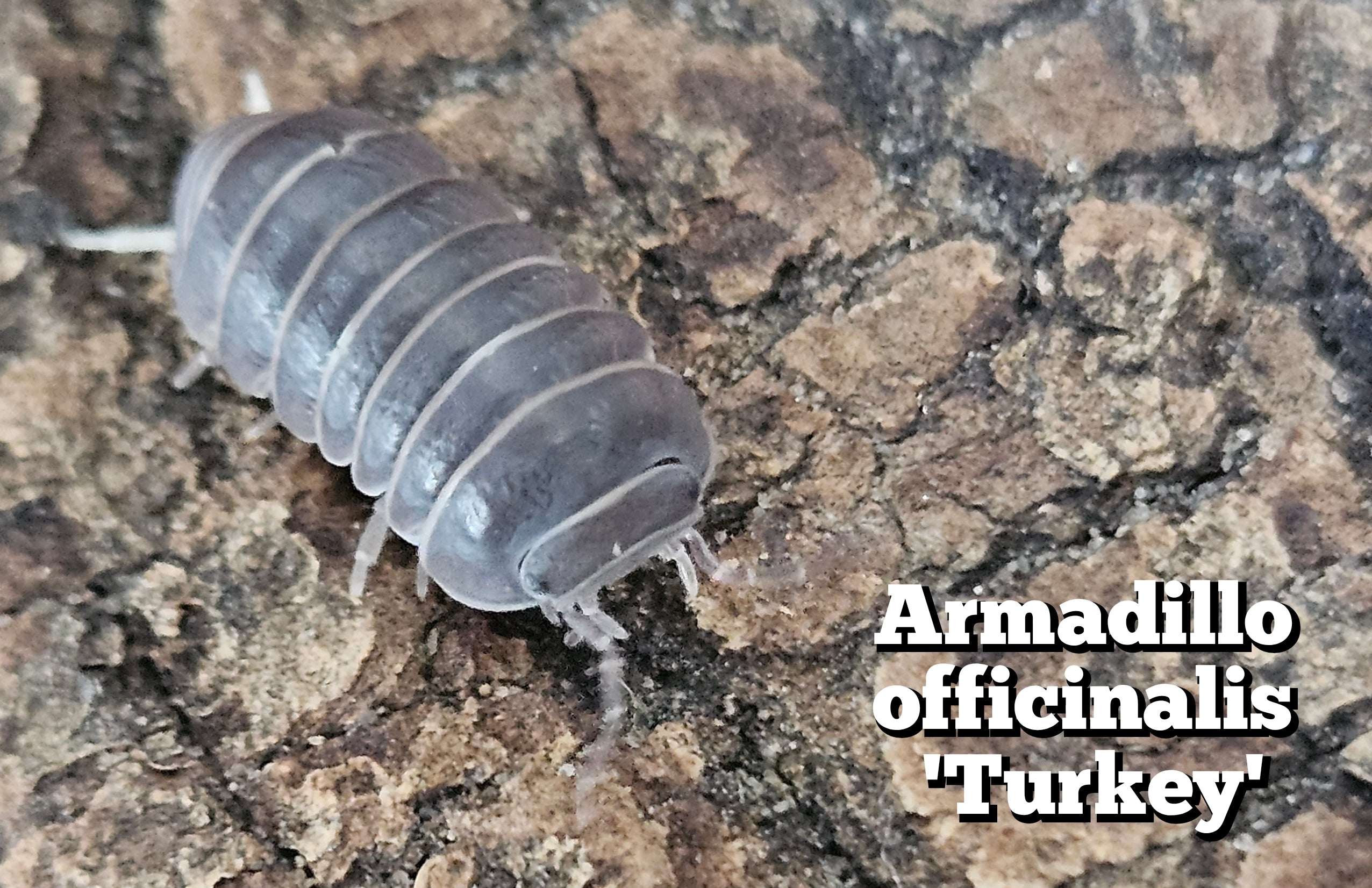 Armadillo officinalis 'Turkey'