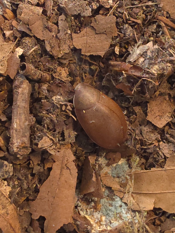 Thorax porcellana