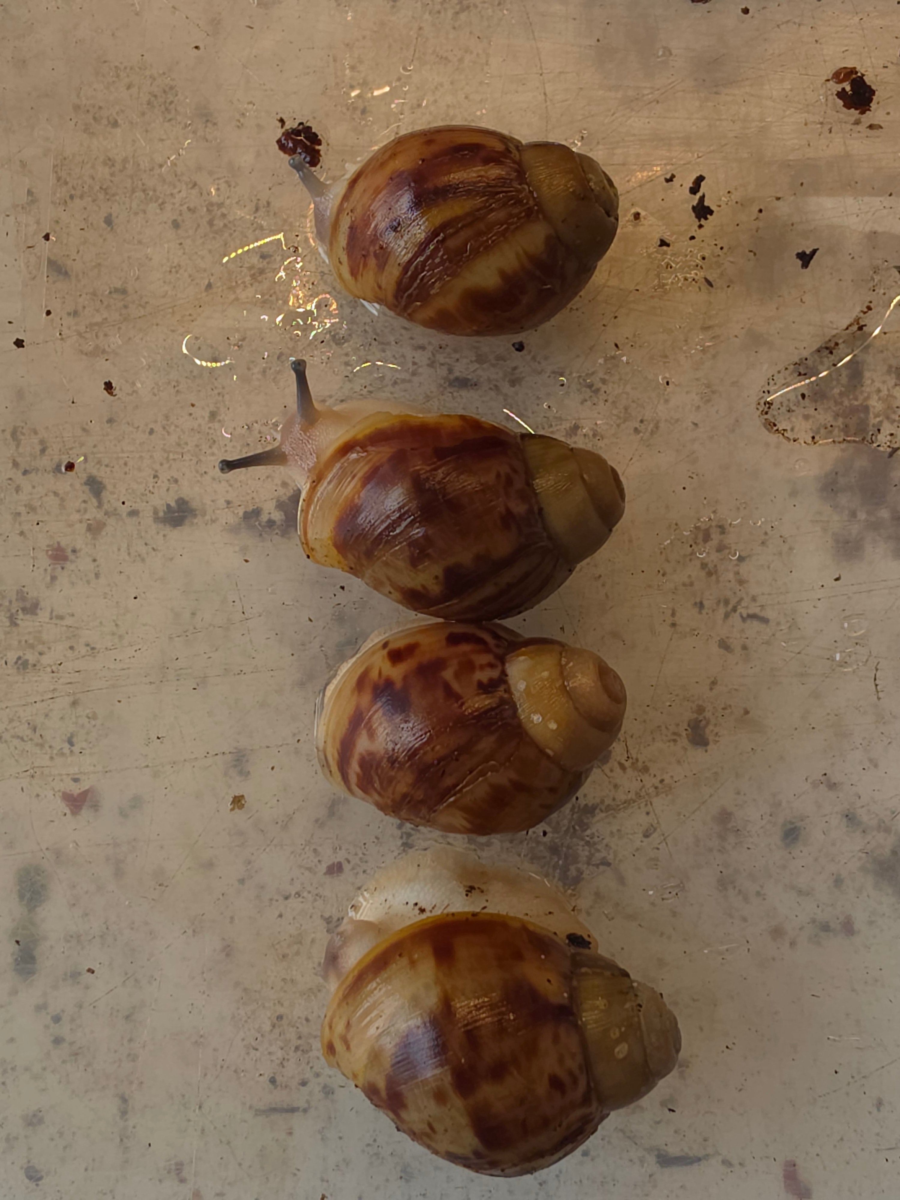 Archachatina marginata ovum amelanistic nk 2026