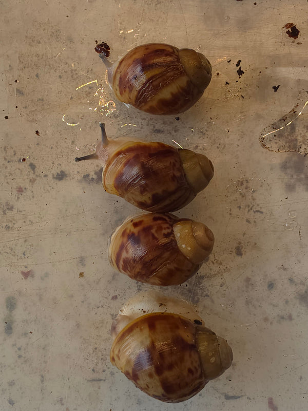 Archachatina marginata ovum amelanistic nk 2026