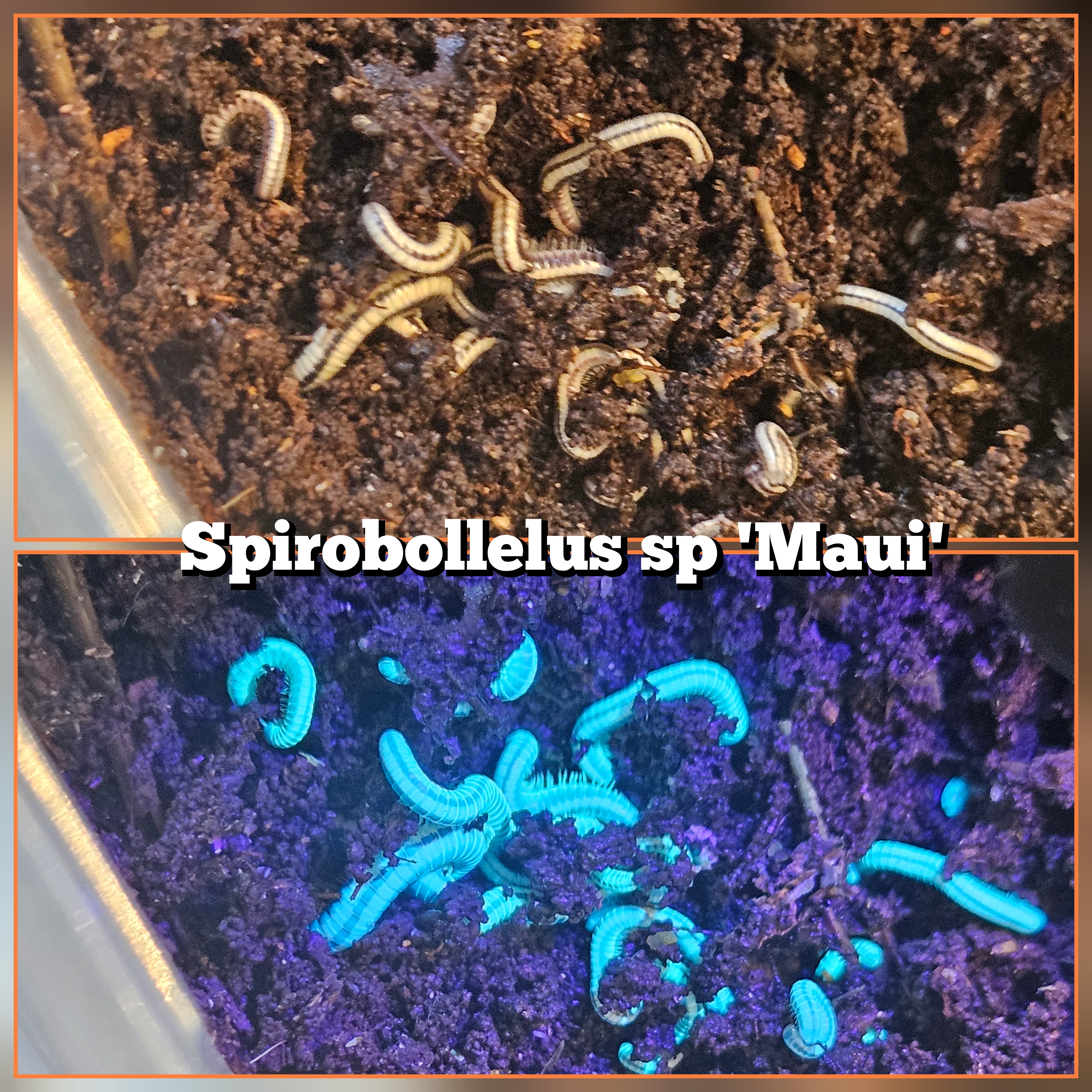 Spirobollelus sp 'Maui'