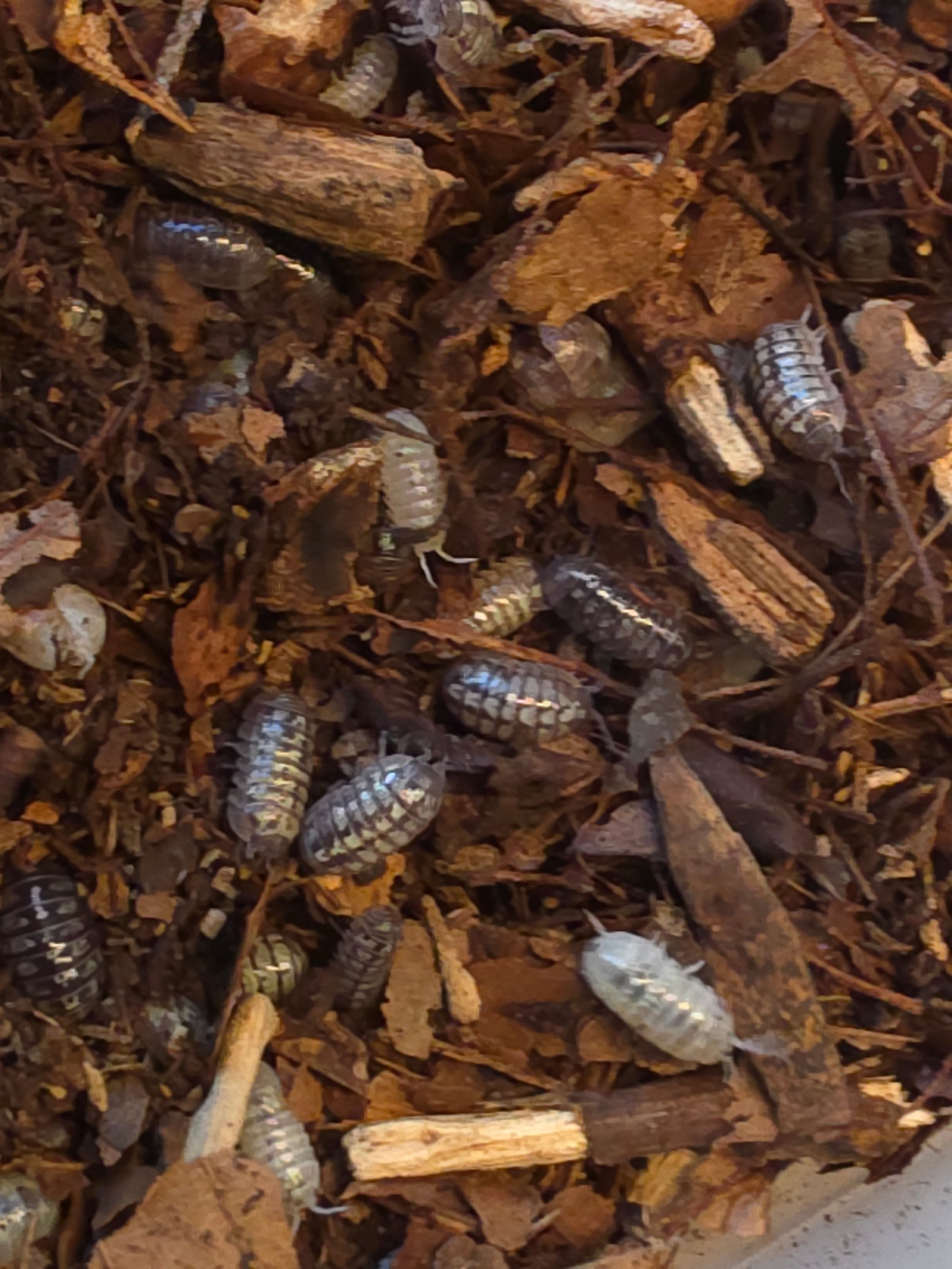 Armadillidium vulgare 'Mix'