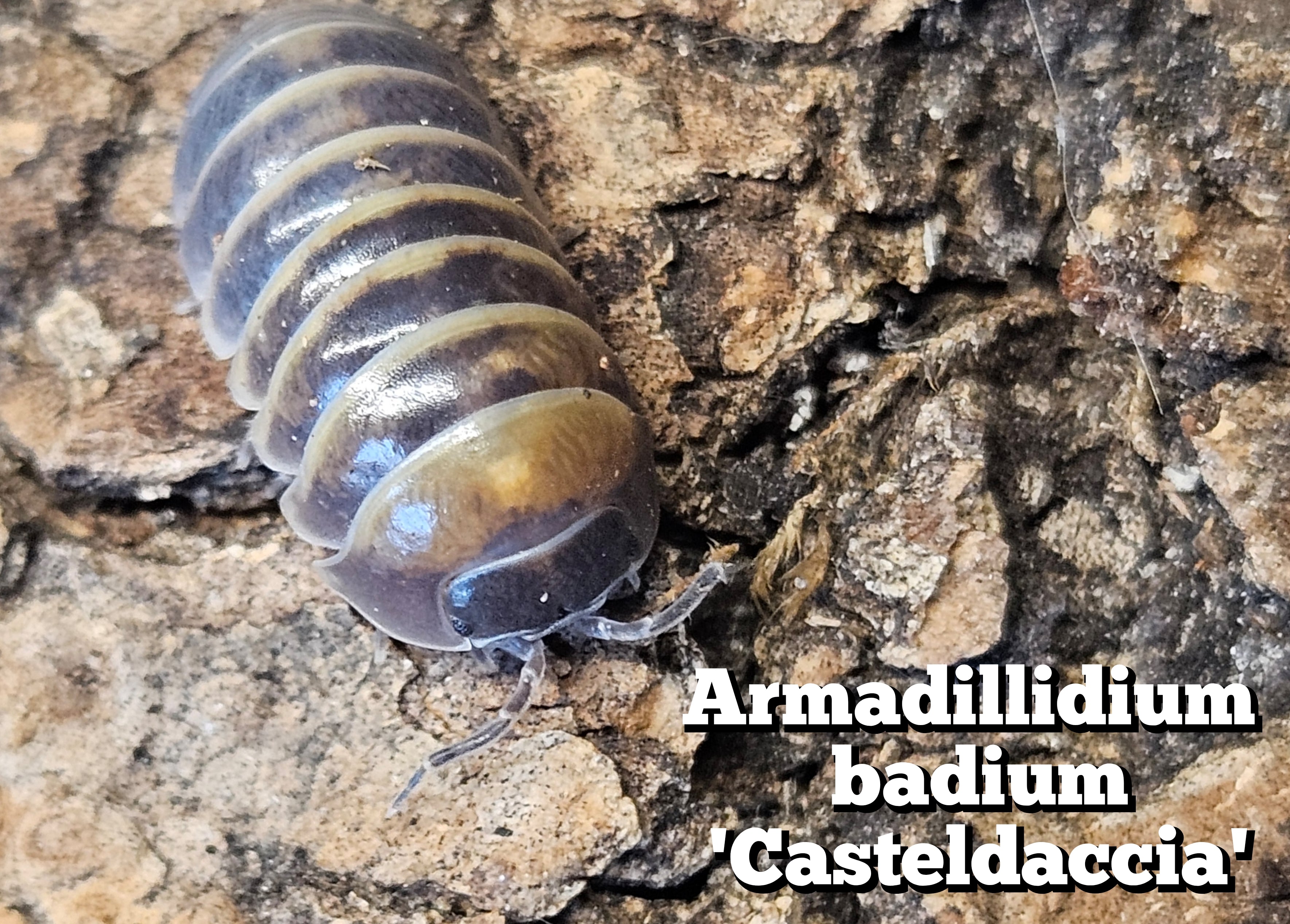 Armadillidium badium 'Casteldaccia'