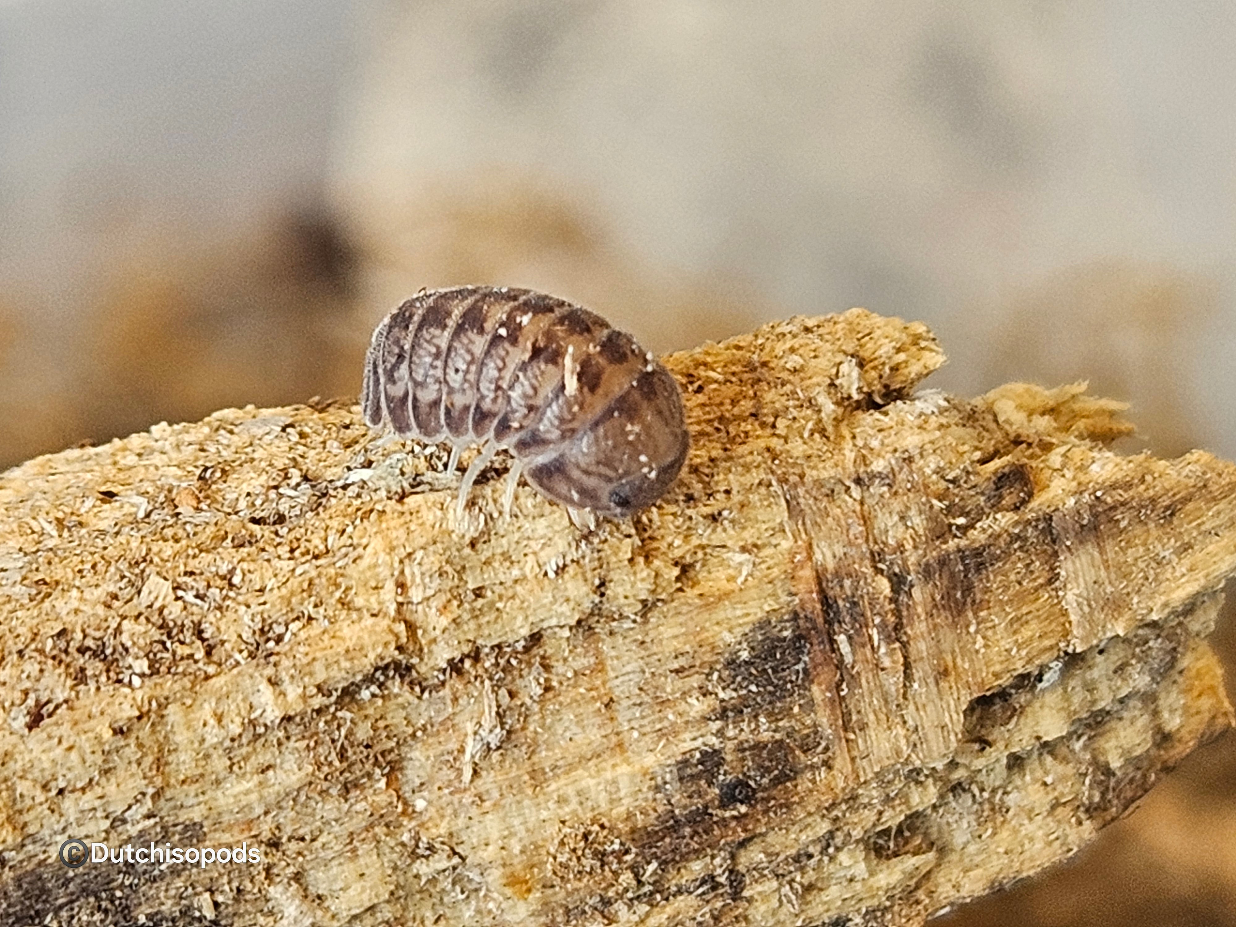 Venezillo sp 'Koh samui