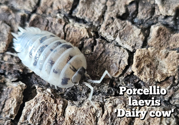 Porcellio laevis 'Dairy cow'