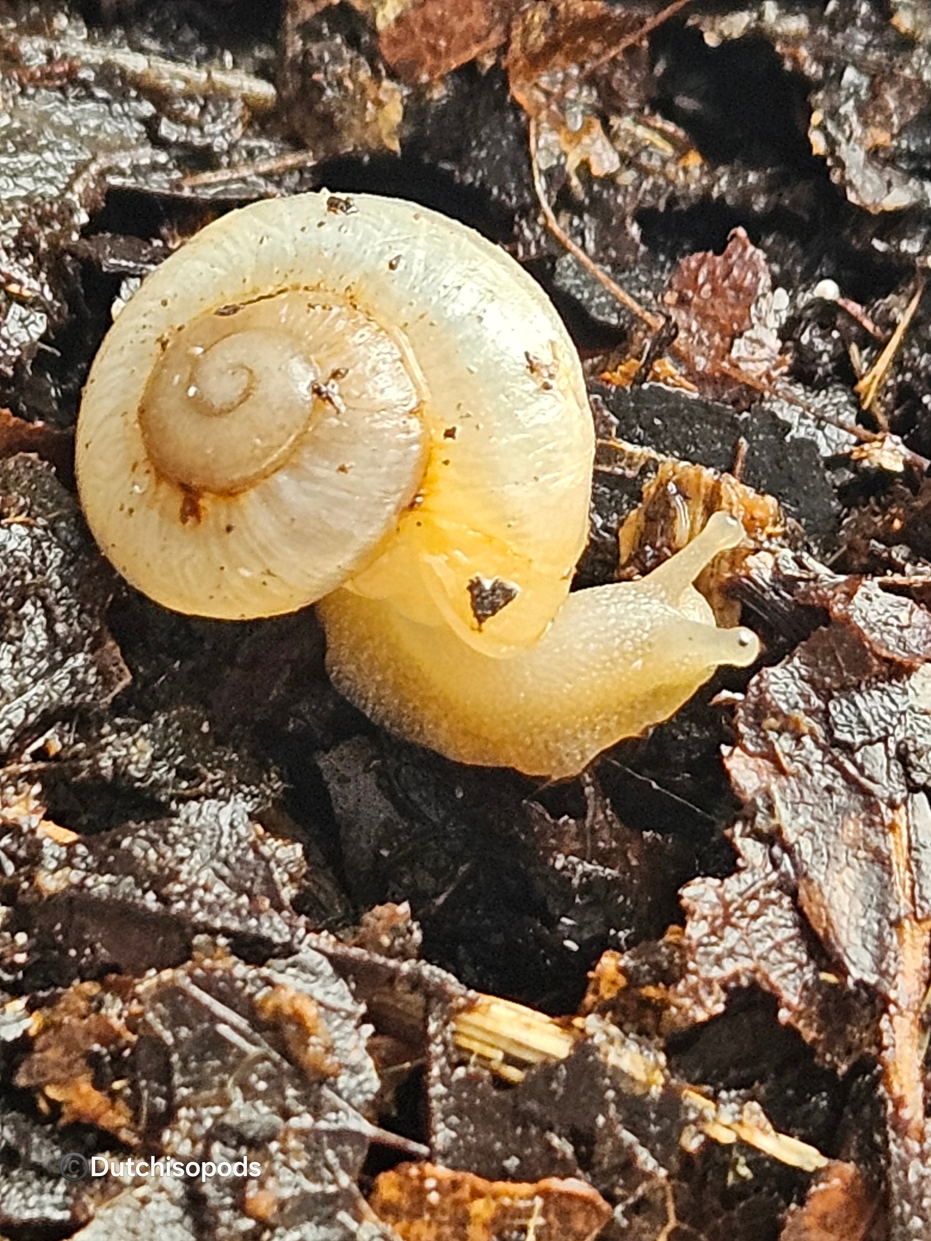 Camaena platyodon F1