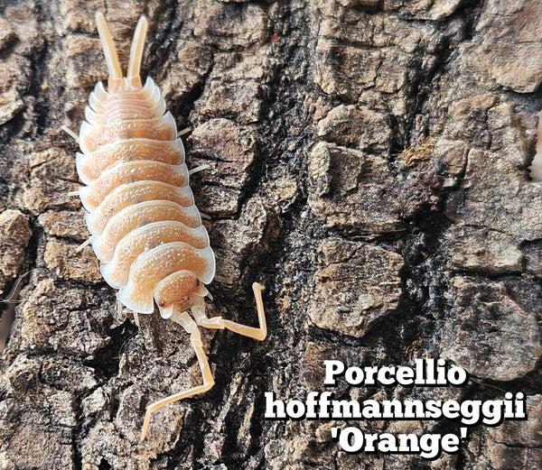 Porcellio hoffmannseggi 'Orange'