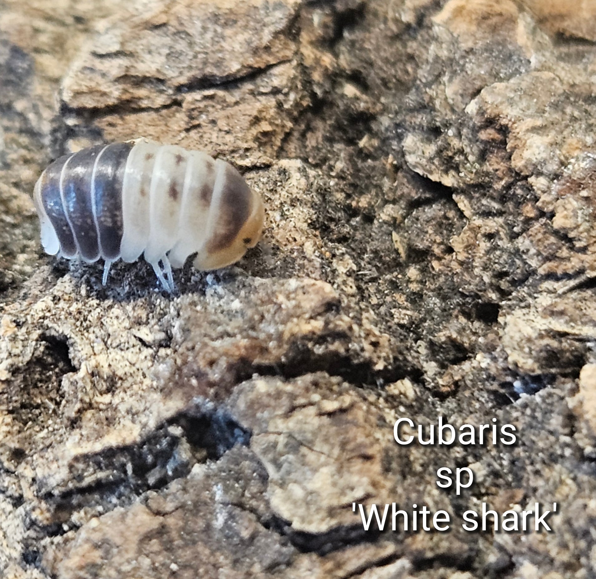 Cubaris sp 'White shark'