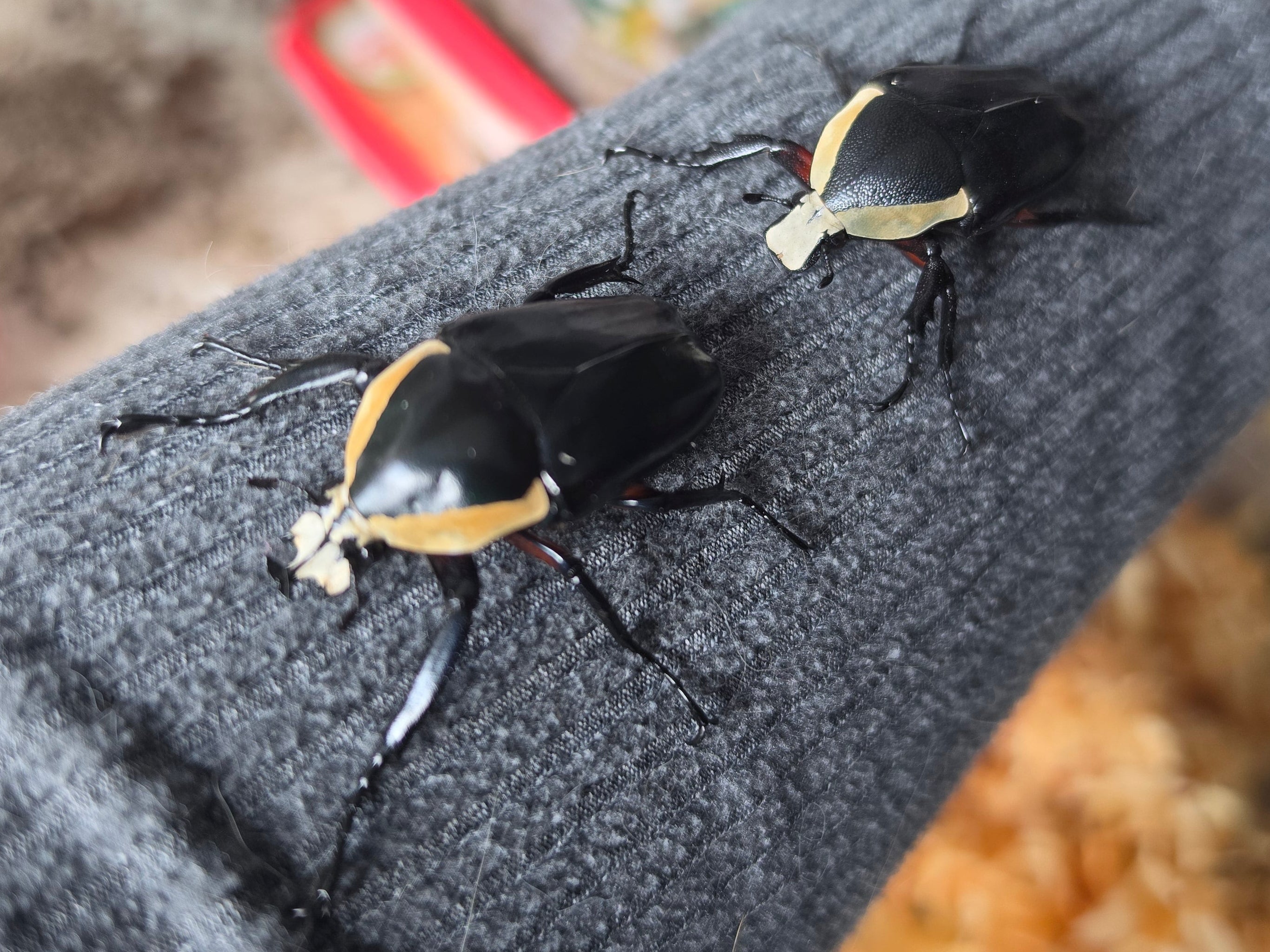 Dicronorhina derbyana oberthuri Black line