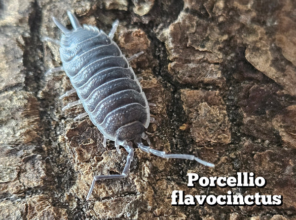 Porcellio flavocinctus