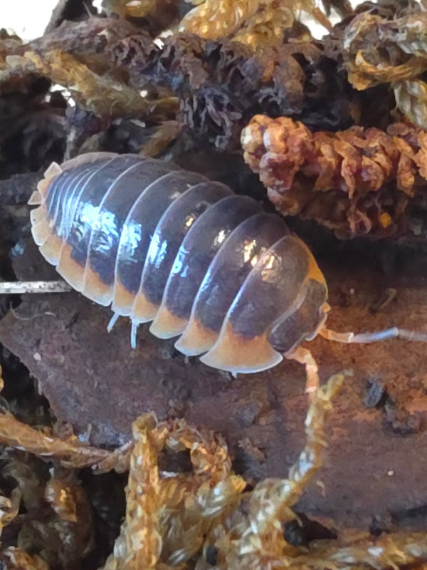 Armadillidium klugii 'Solid wildkleur'