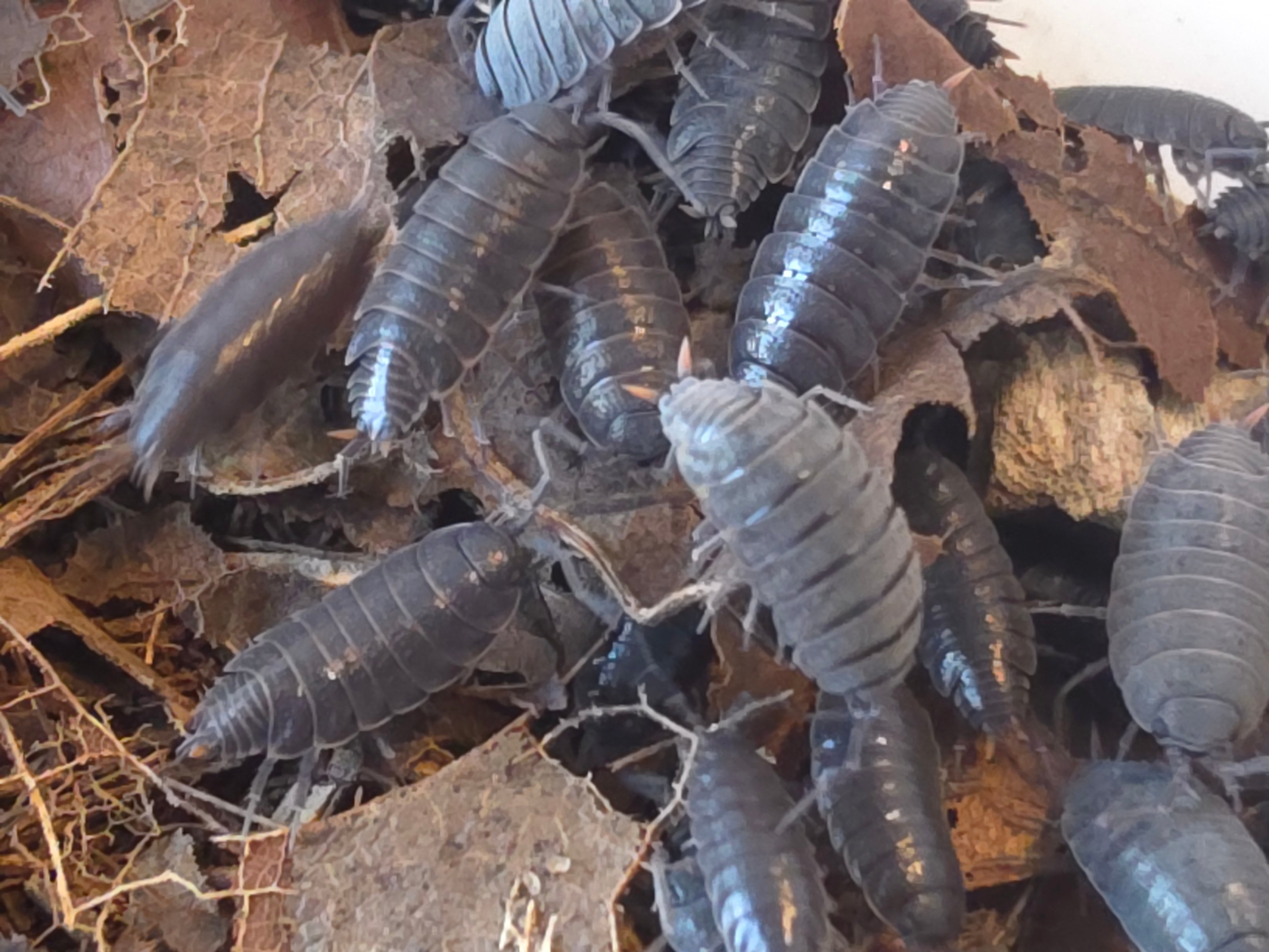 Porcellionidus pruinosus 'Red dorn'
