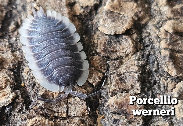 Porcellio werneri