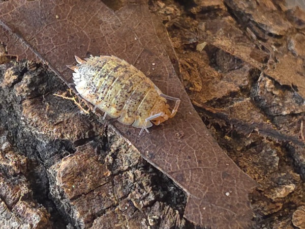 Porcellio echinatus 'Calico'