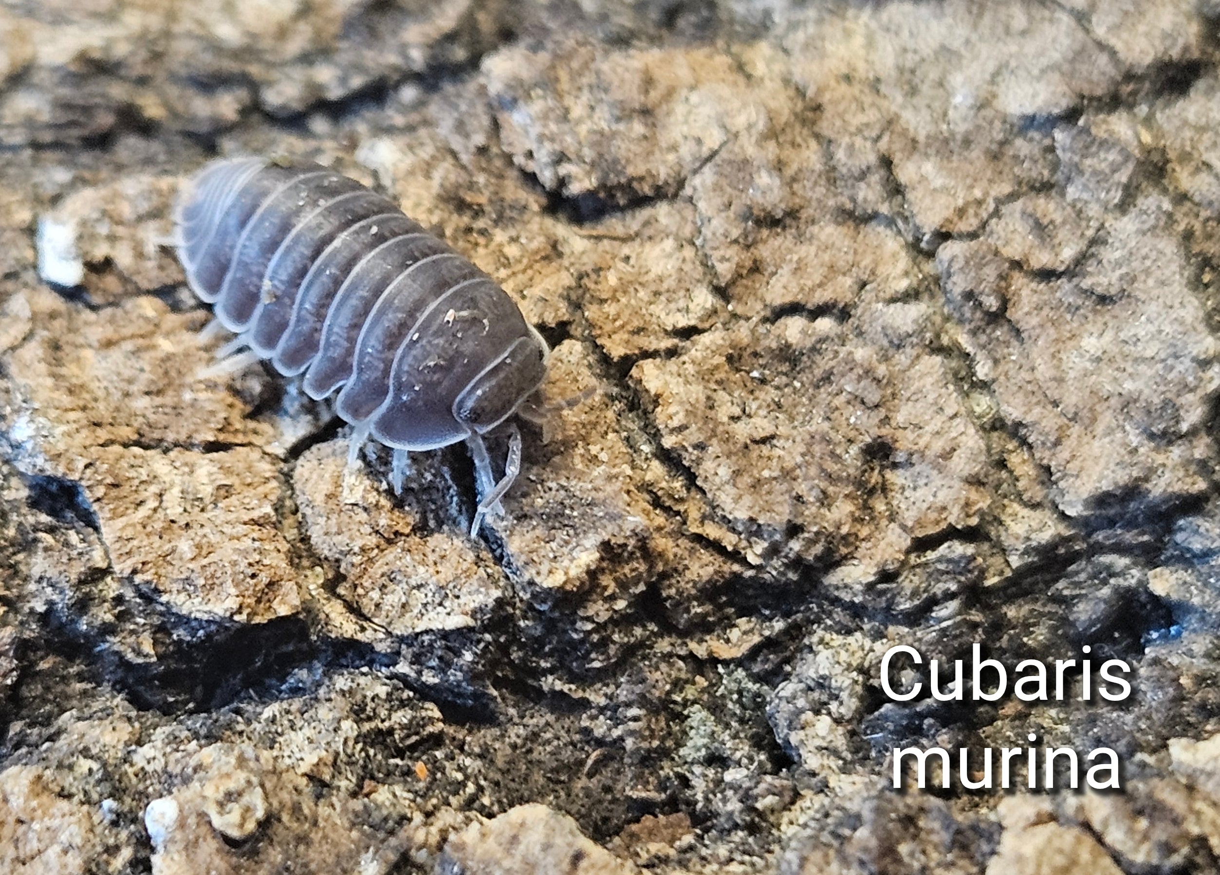 Cubaris murina