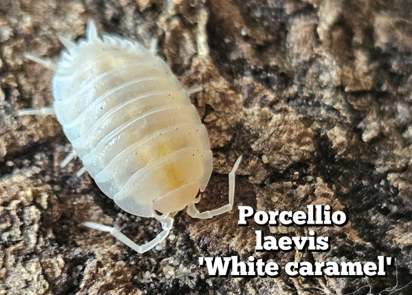 Porcellio laevis 'White caramel'