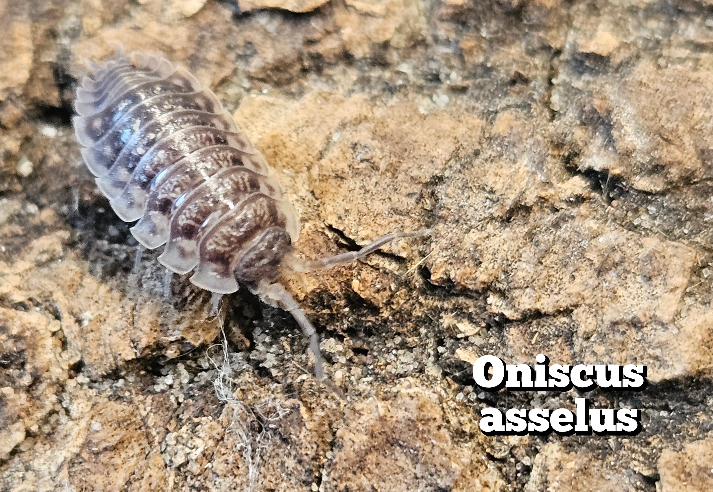 Oniscus asellus