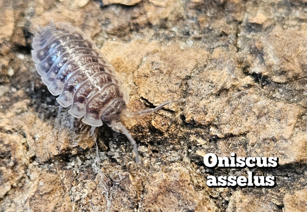 Oniscus asellus