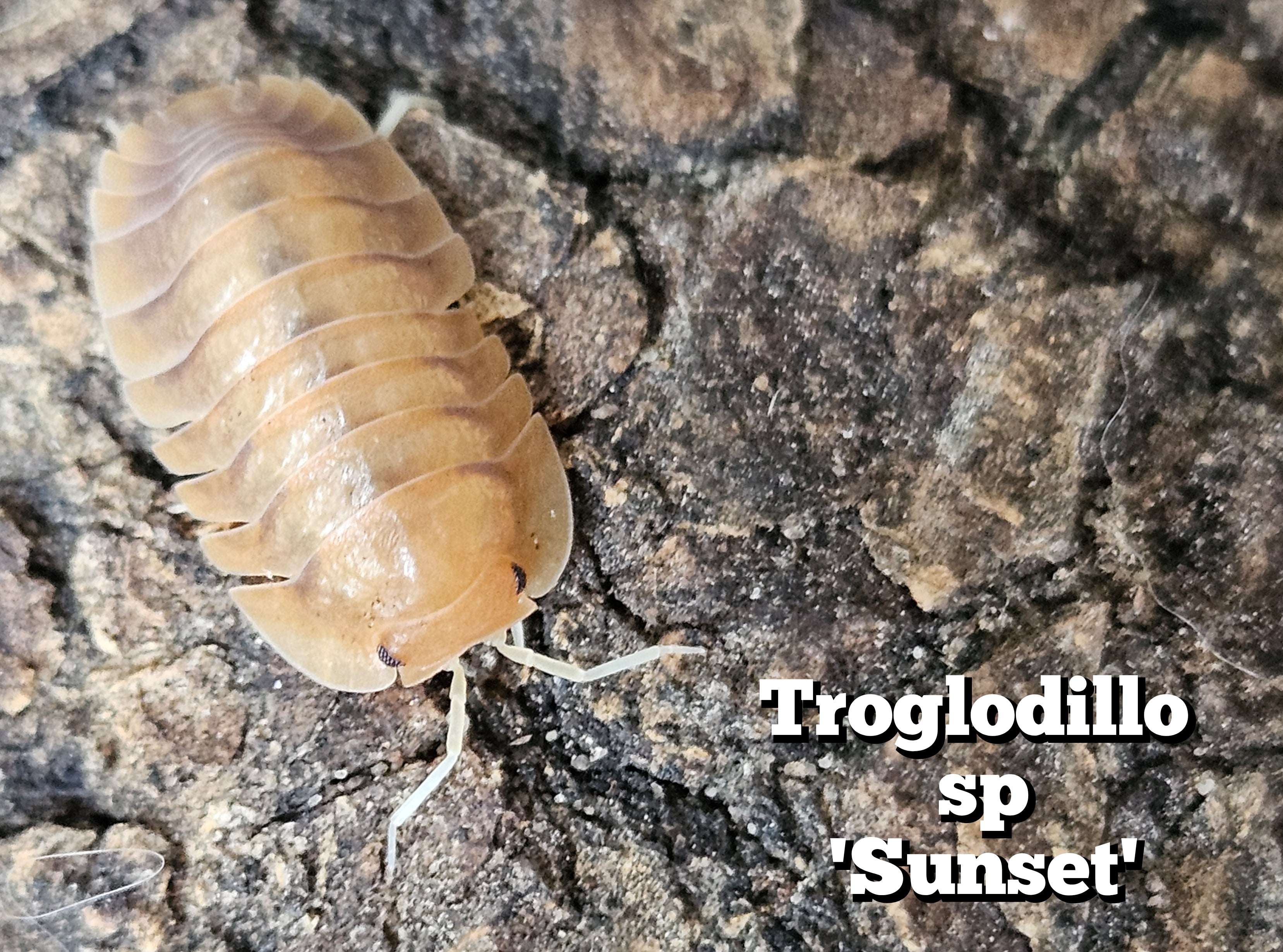 Troglodillo sp 'Sunset' (Cubaris sp 'Sunset queen')