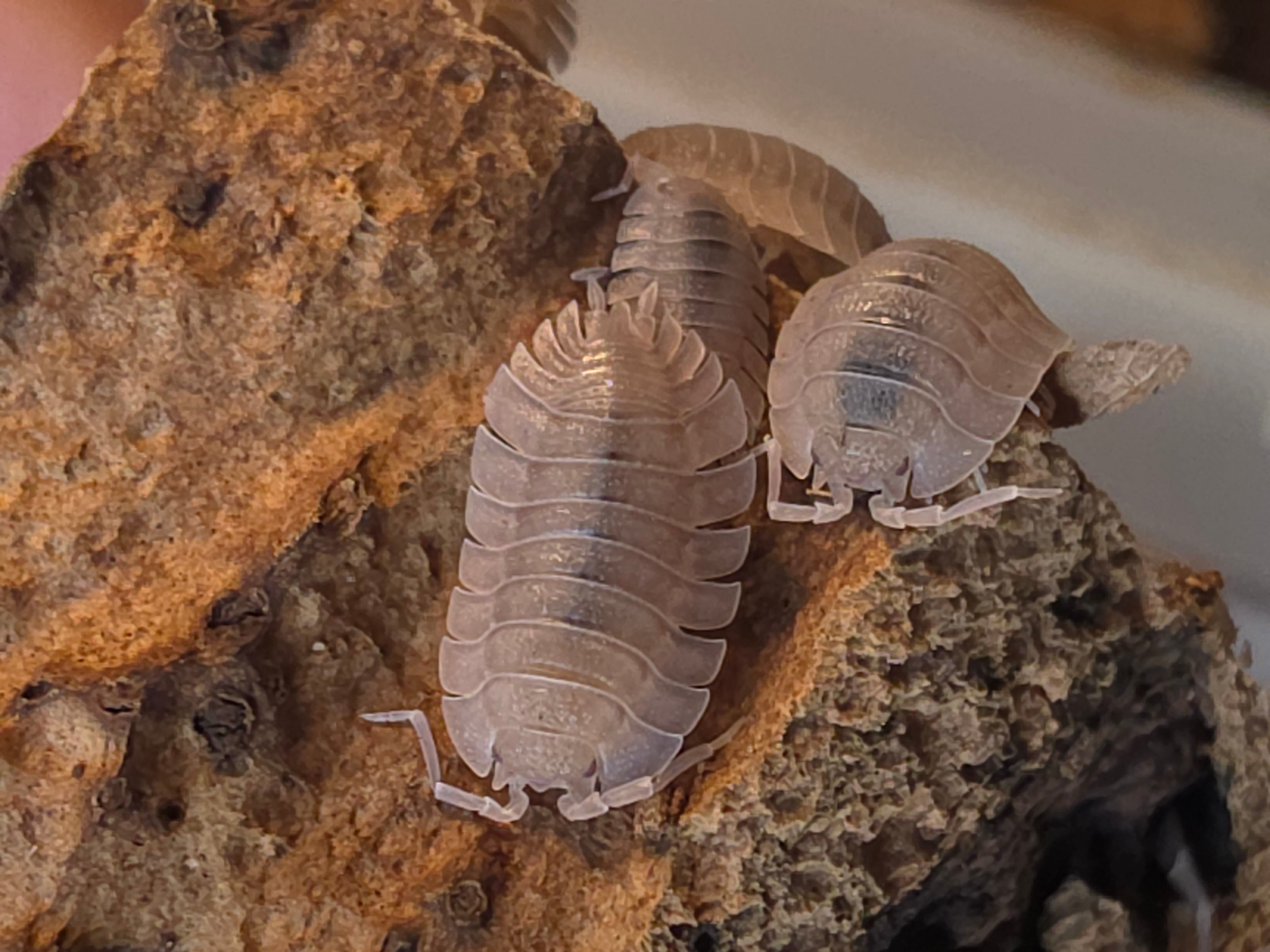 Porcellio spatulatus 'Purple light'