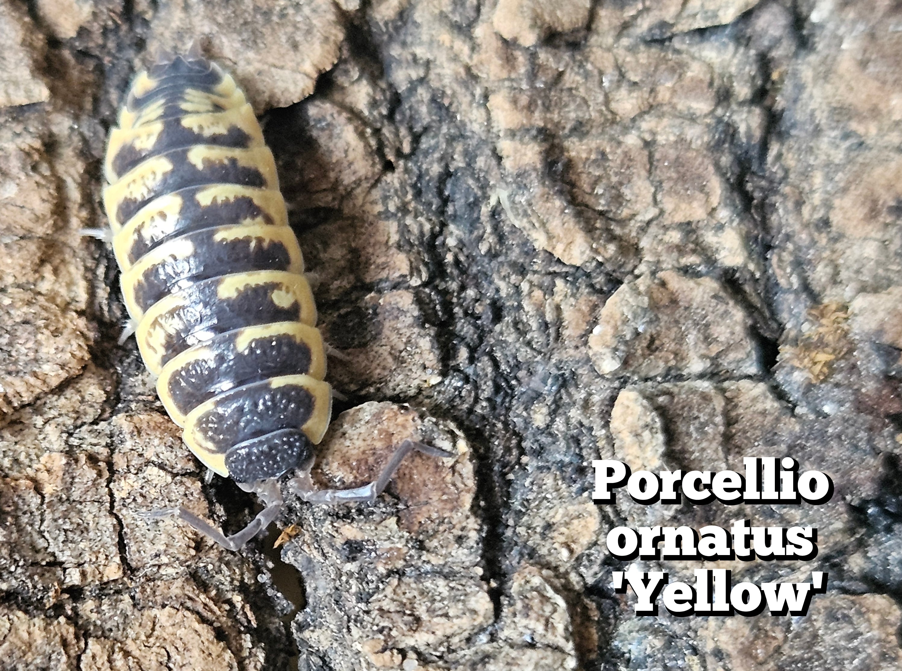 Porcellio ornatus 'Yellow'