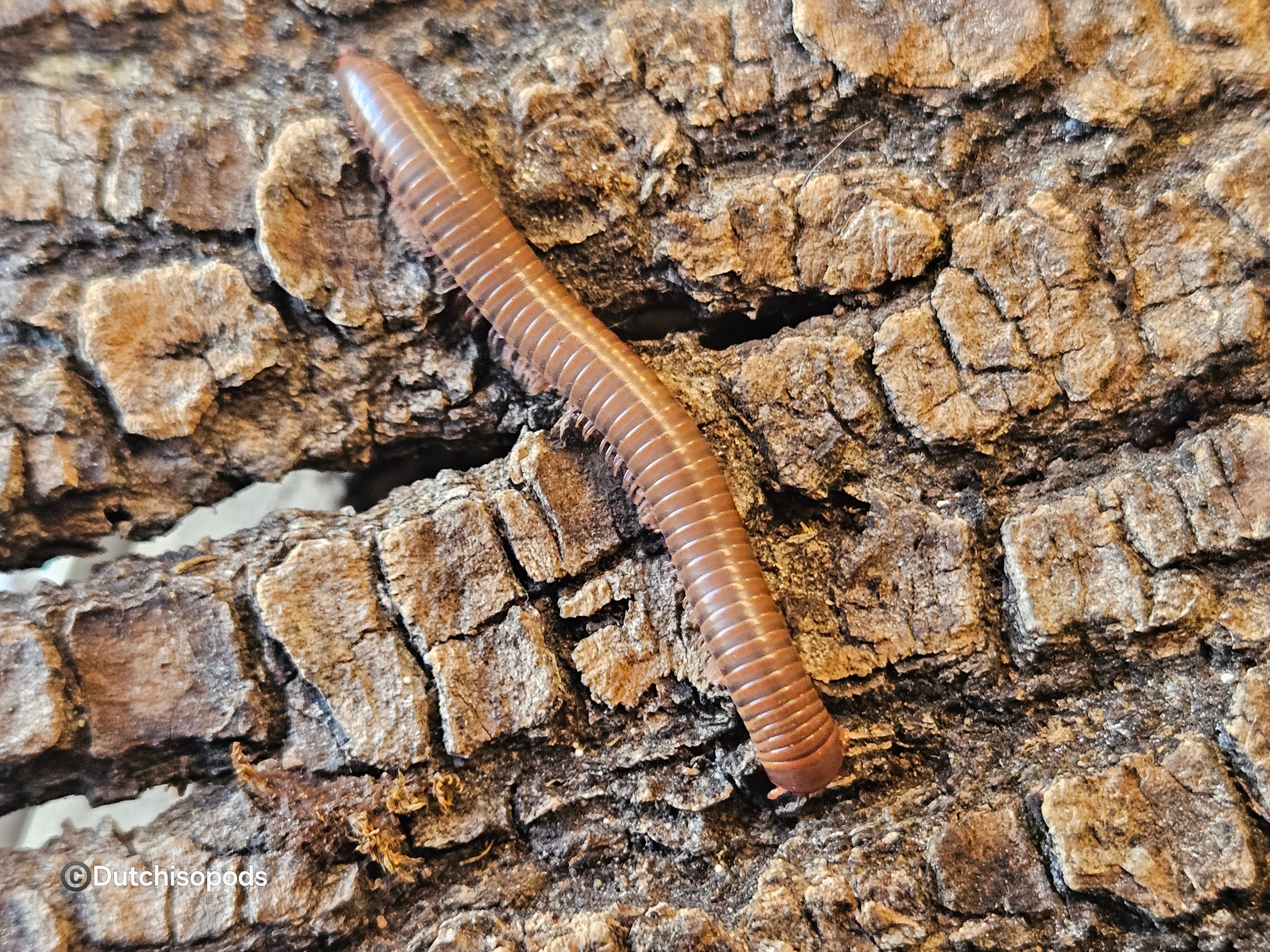 Atopochetus spinimargo