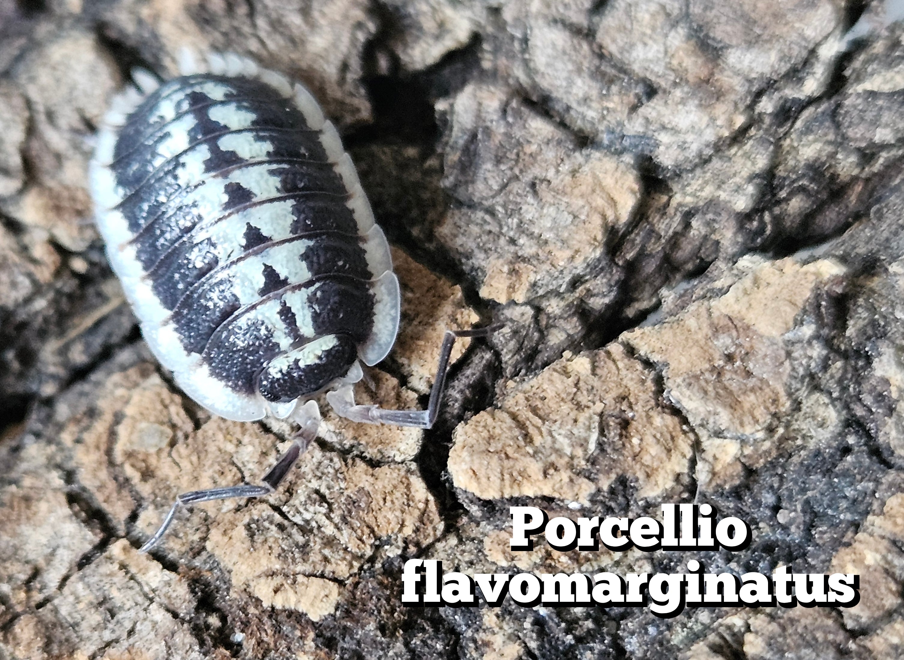 Porcellio flavomarginatus