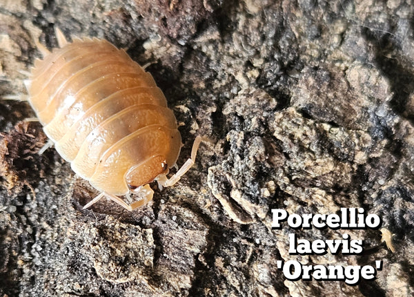 Porcellio laevis 'Orange'