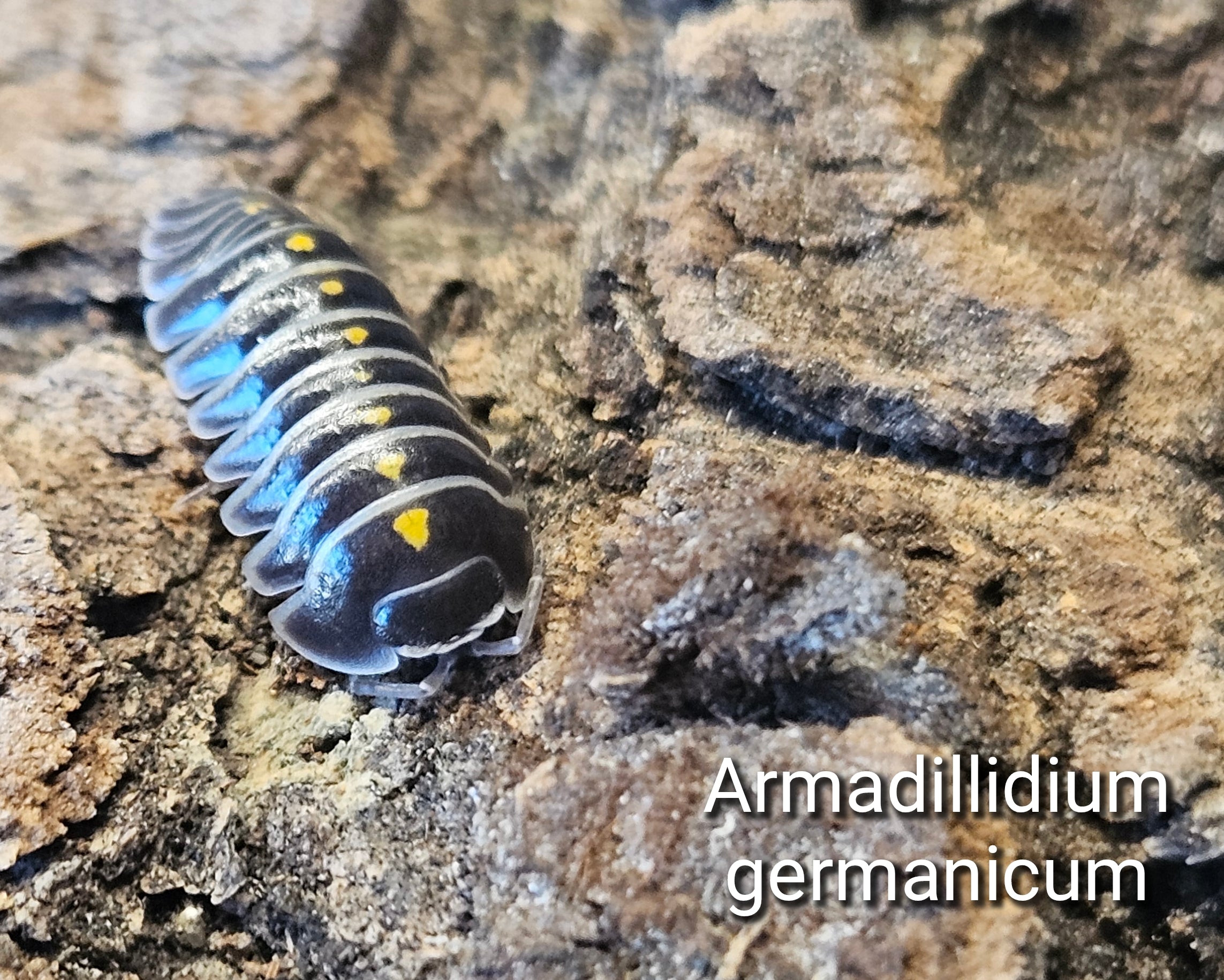 Armadillidium germanicum
