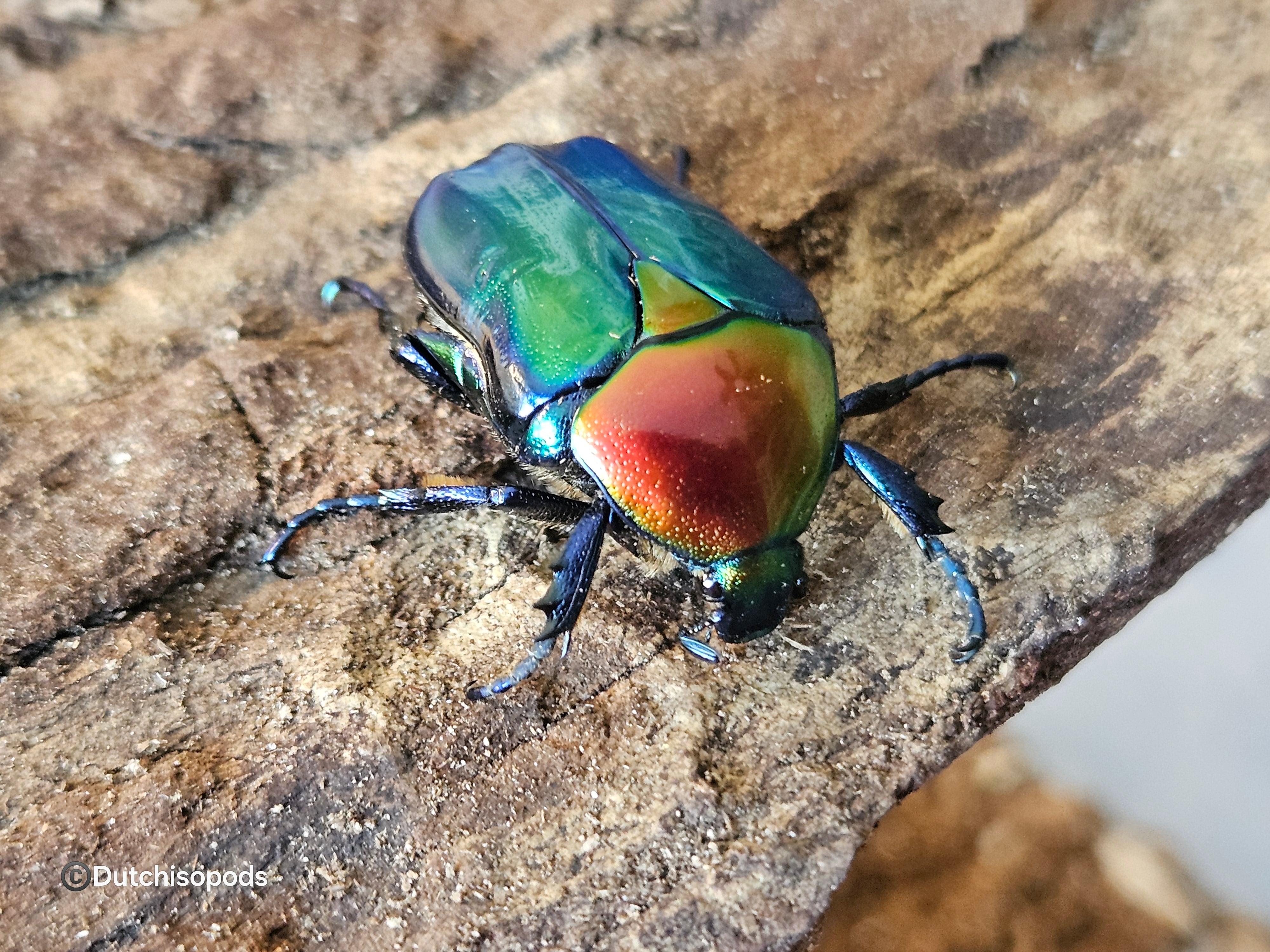 Protaetia speciosa jousselini