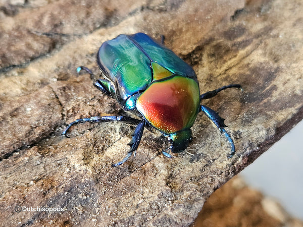 Protaetia speciosa jousselini
