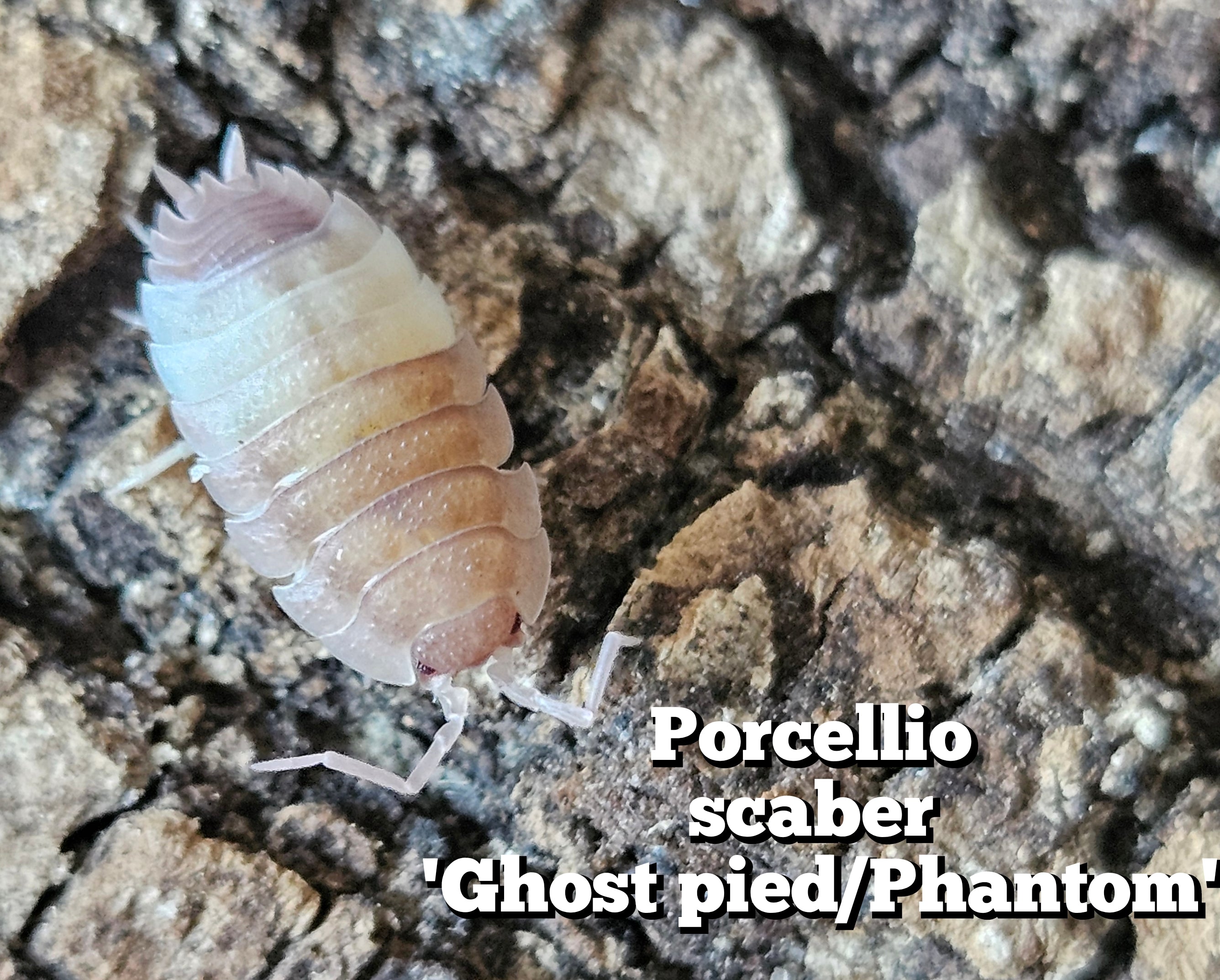 Porcellio scaber 'Phantom/Ghost pied'